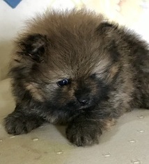 Pomeranian Puppy for sale in TITUSVILLE, PA, USA