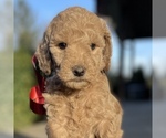 Small Photo #2 Goldendoodle (Miniature) Puppy For Sale in BATTLE GROUND, WA, USA