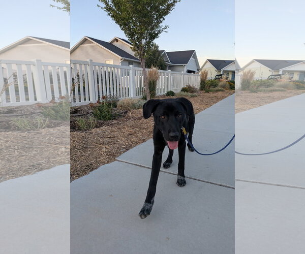 Medium Photo #5 Labrador Retriever-Unknown Mix Puppy For Sale in Sandy, UT, USA