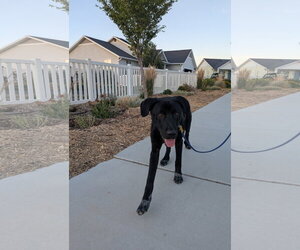 All American Kai - Male Labrador Retriever-Unknown Mix Dog for Adoption - Photo #5