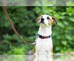 Small #27 Labrador Retriever Mix