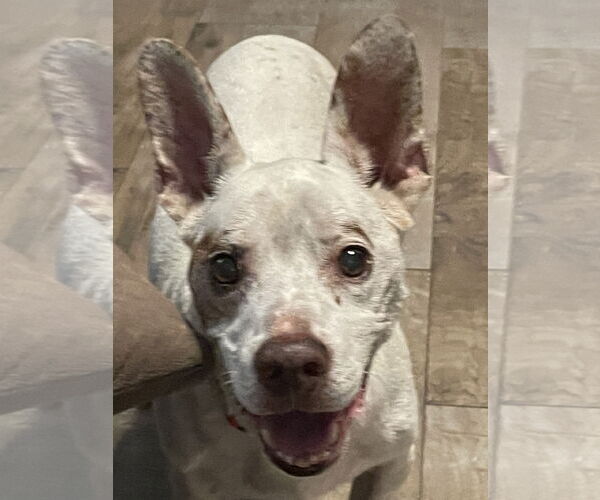 Medium Photo #3 Chihuahua-Unknown Mix Puppy For Sale in Royal Palm Beach, FL, USA