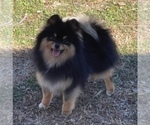 Small Photo #1 Pomeranian Puppy For Sale in ADA, OK, USA