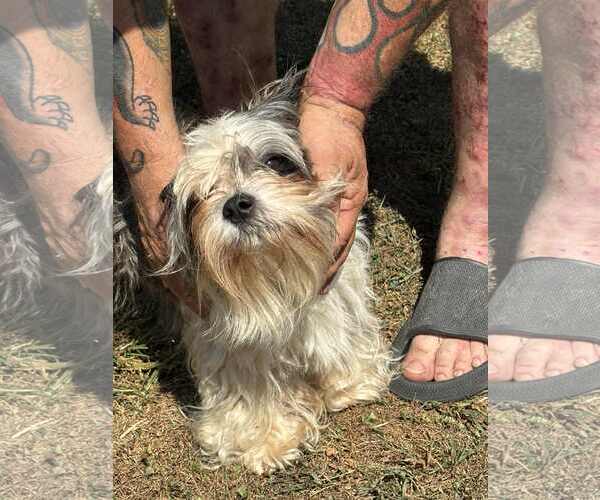 Medium Photo #1 Shih Tzu Puppy For Sale in Lewistown, PA, USA