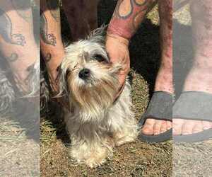 Shih Tzu Dogs for adoption in Lewistown, PA, USA