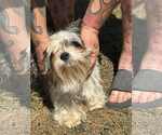 Small Shih Tzu