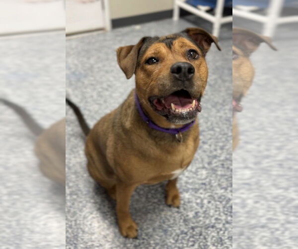 Medium Photo #8 Mutt Puppy For Sale in Bemidji, MN, USA