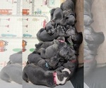 Small Photo #21 Great Dane Puppy For Sale in OGDEN, UT, USA
