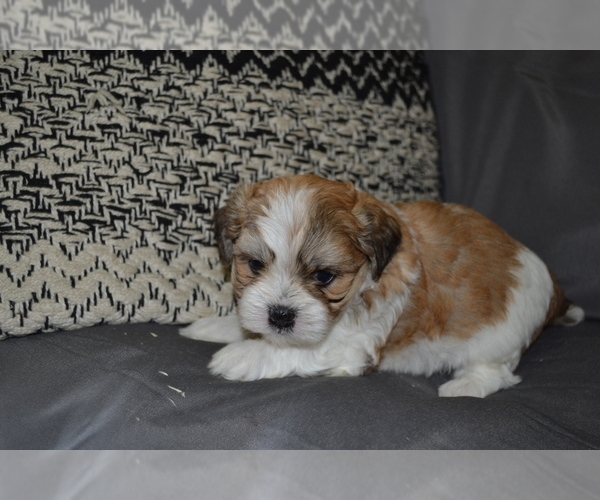 Medium Photo #7 Mal-Shi Puppy For Sale in GREENWOOD, WI, USA