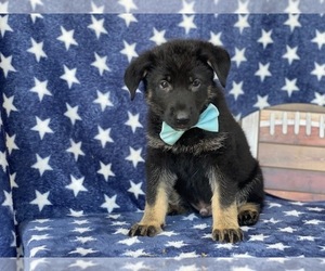 German Shepherd Dog Puppy for sale in LANCASTER, PA, USA