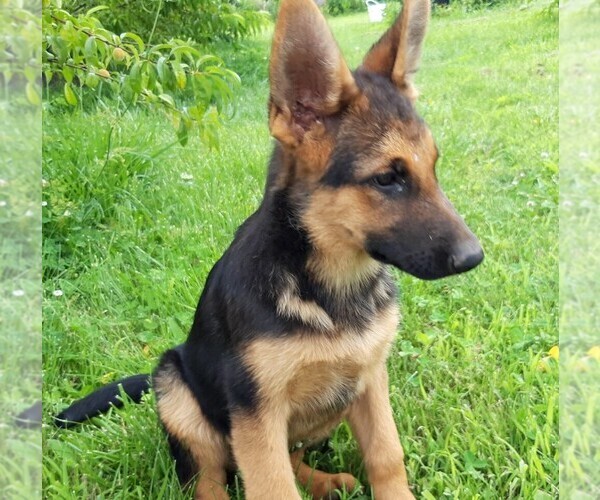 Medium Photo #3 German Shepherd Dog Puppy For Sale in MORRISVILLE, MO, USA