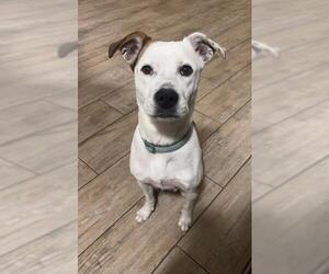 American Pit Bull Terrier-Unknown Mix Dogs for adoption in Oklahoma City, OK, USA