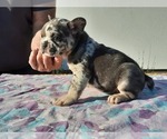 Small Photo #6 French Bulldog Puppy For Sale in Kaposvar, Somogy, Hungary
