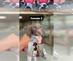 Small Photo #5 German Shorthaired Pointer Puppy For Sale in JAMESTOWN, KY, USA