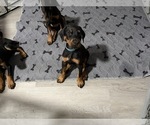 Small #23 Doberman Pinscher