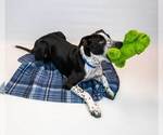 Small #2 Border Collie Mix