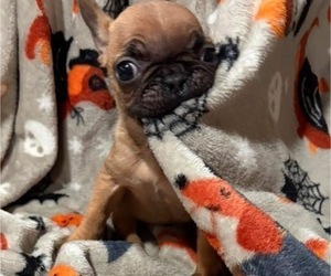 French Bulldog Puppy for sale in HICKORY, NC, USA
