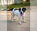 Small #2 Labrador Retriever Mix