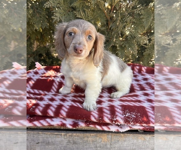 Medium Photo #4 Dachshund Puppy For Sale in MIDDLEBURY, IN, USA