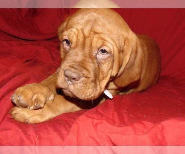 Medium Photo #2 Dogue de Bordeaux Puppy For Sale in BUFFALO, MO, USA