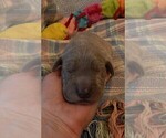 Small Photo #108 Great Dane Puppy For Sale in SPRAGGS, PA, USA