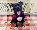 Small #3 American Staffordshire Terrier