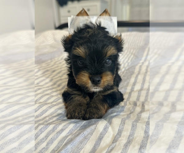 Medium Photo #6 Yorkshire Terrier Puppy For Sale in WEST HARTFORD, CT, USA