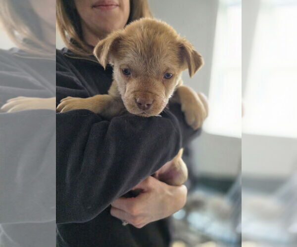 Medium Photo #2 Australian Shepherd-Catahoula Leopard Dog Mix Puppy For Sale in Aurora, IN, USA