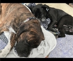 Small #3 Cane Corso