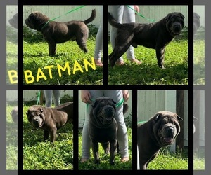 Chinese Shar-Pei Puppy for sale in ARCADIA, FL, USA