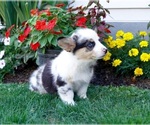 Small Photo #22 Pembroke Welsh Corgi Puppy For Sale in PARADISE, PA, USA