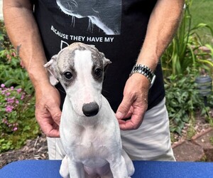 Whippet Puppy for sale in DONALDS, SC, USA