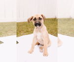 Small #1 Mutt