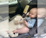 Small Photo #1 Labrador Retriever Puppy For Sale in CLEVELAND, GA, USA