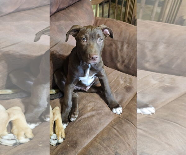 Medium Photo #2 Mutt Puppy For Sale in Fort Collins, CO, USA