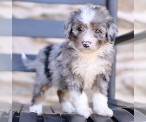 Bernedoodle (Miniature) Puppy for sale in NEW HOLLAND, PA, USA