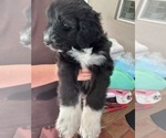 Puppy Luke Aussiedoodle