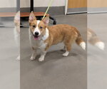 Small Cardigan Welsh Corgi