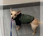 Small #13 Chihuahua