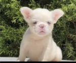 Small #2 French Bulldog