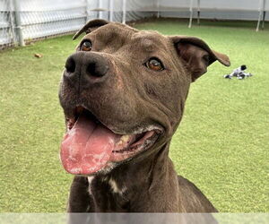 Mutt Dogs for adoption in Ojai, CA, USA