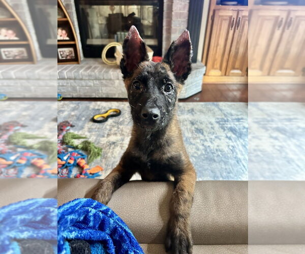Medium Photo #2 Mutt Puppy For Sale in Imlay City, MI, USA