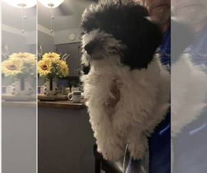 Father of the Schnoodle (Miniature) puppies born on 05/17/2025