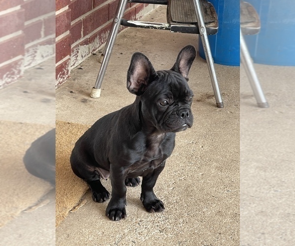Medium Photo #1 French Bulldog Puppy For Sale in LANE, OK, USA