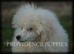 Small Photo #79 Poodle (Miniature) Puppy For Sale in COPPOCK, IA, USA