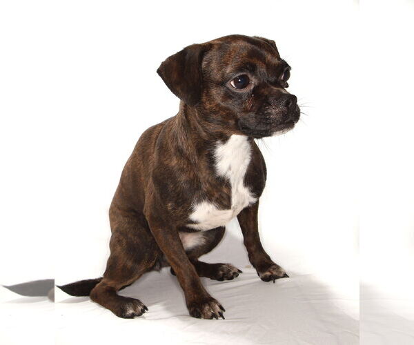 Medium Photo #2 Pug-Unknown Mix Puppy For Sale in Oakland Park, FL, USA