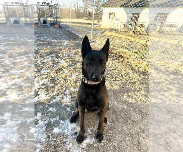 Medium Photo #2 Mutt Puppy For Sale in Imlay City, MI, USA