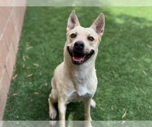 Labrador Retriever-Unknown Mix Dogs for adoption in Moreno Valley, CA, USA