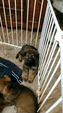 Medium Photo #7 German Shepherd Dog Puppy For Sale in MC DONOUGH, GA, USA