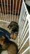 Small Photo #7 German Shepherd Dog Puppy For Sale in MC DONOUGH, GA, USA